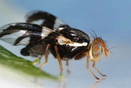 Image of Apple Maggot Fly