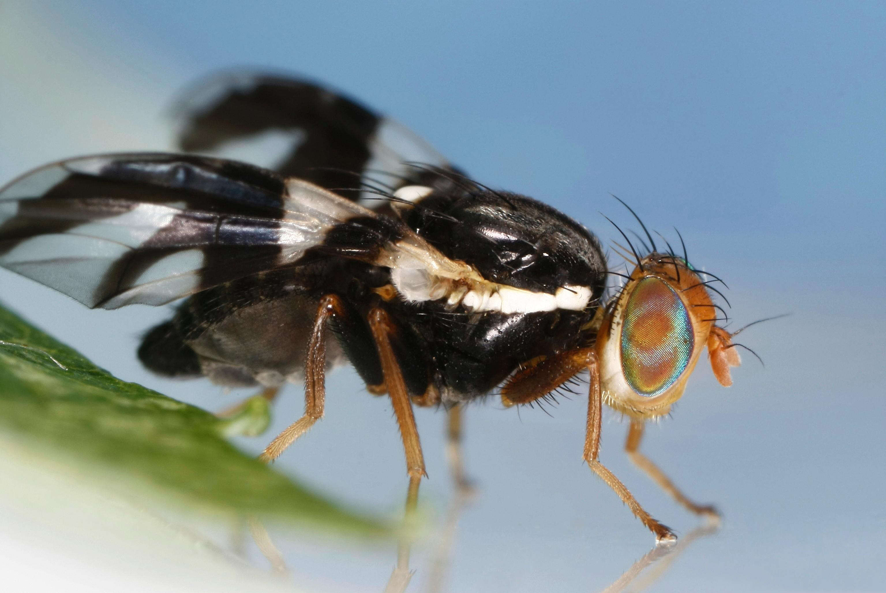 Image of Apple Maggot Fly