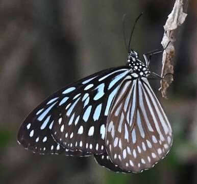 Image of Ideopsis similis Linnaeus 1758