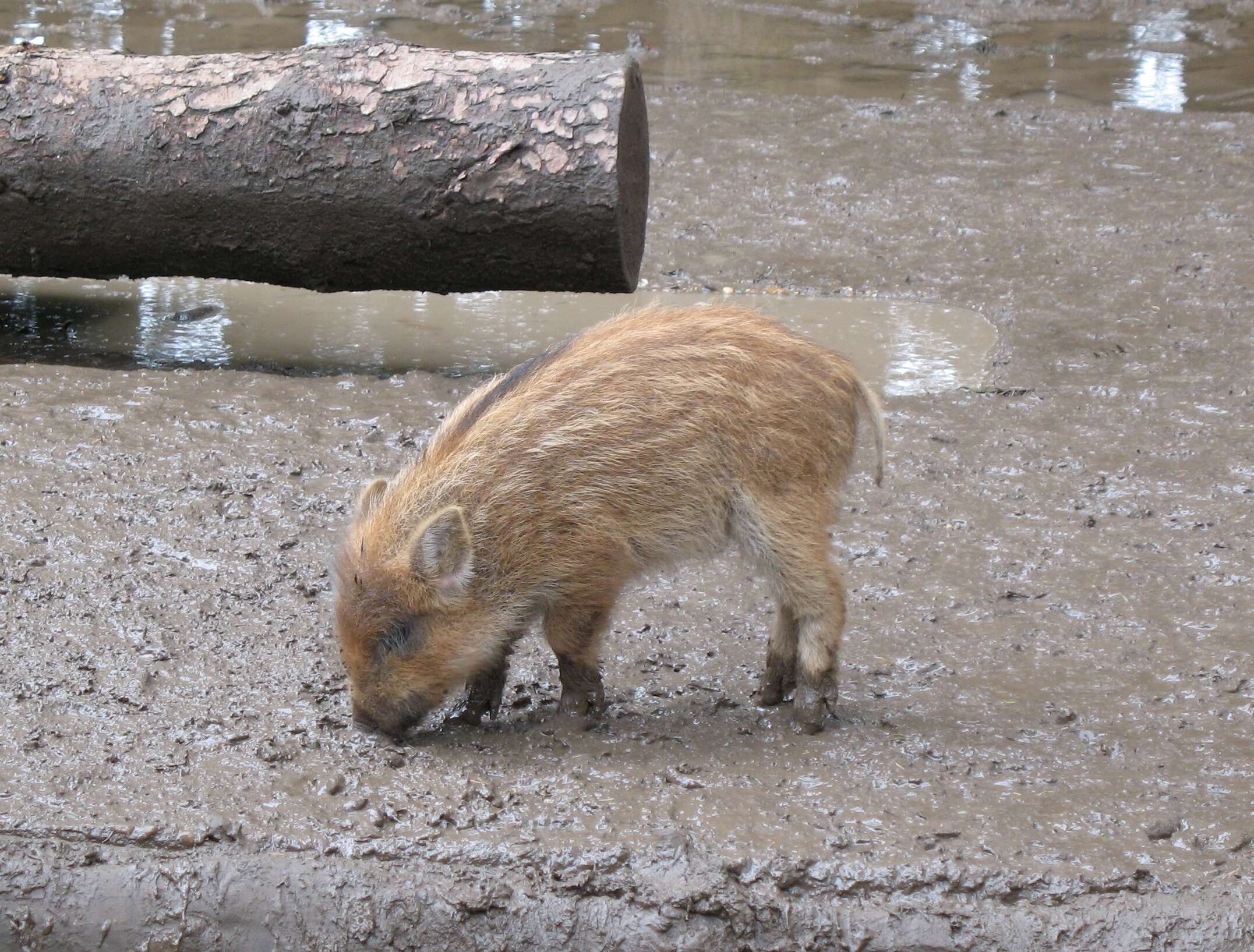 Image of Domestic Pig