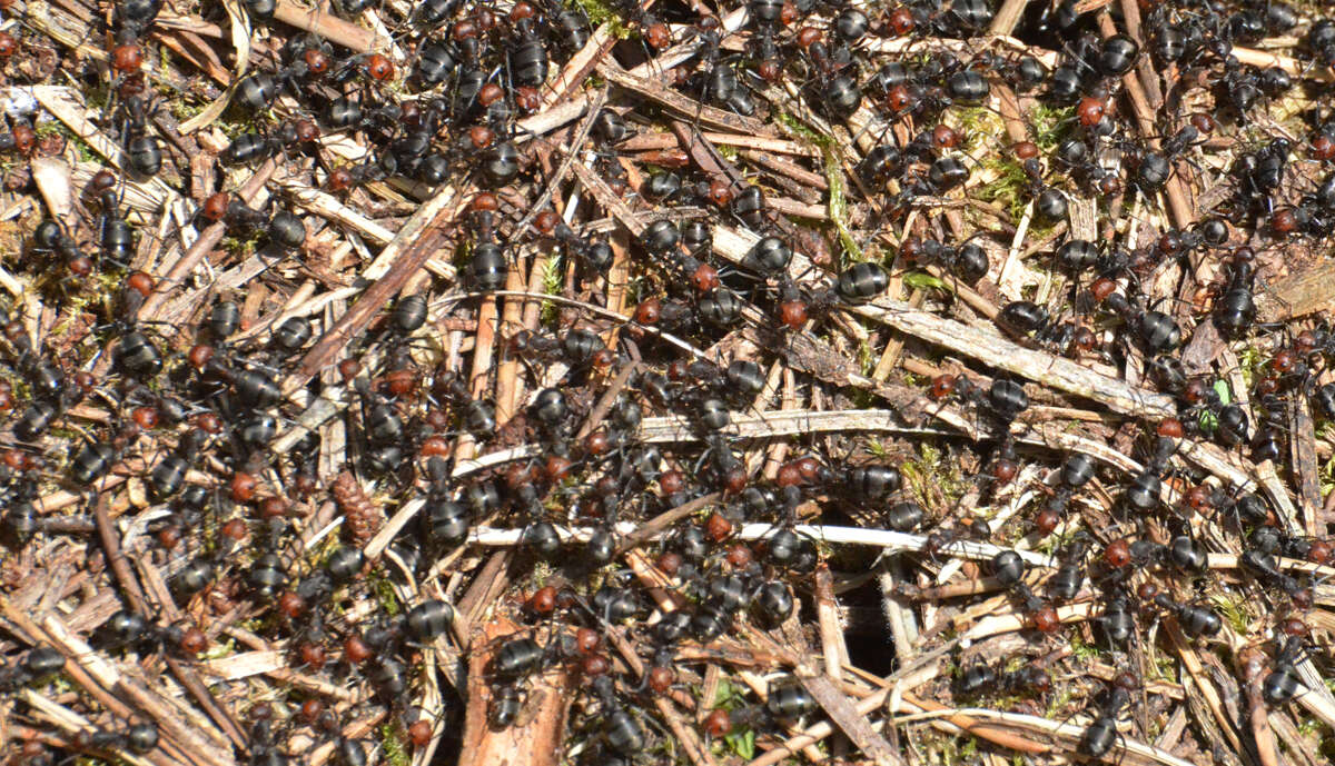 Image of Thatching ant