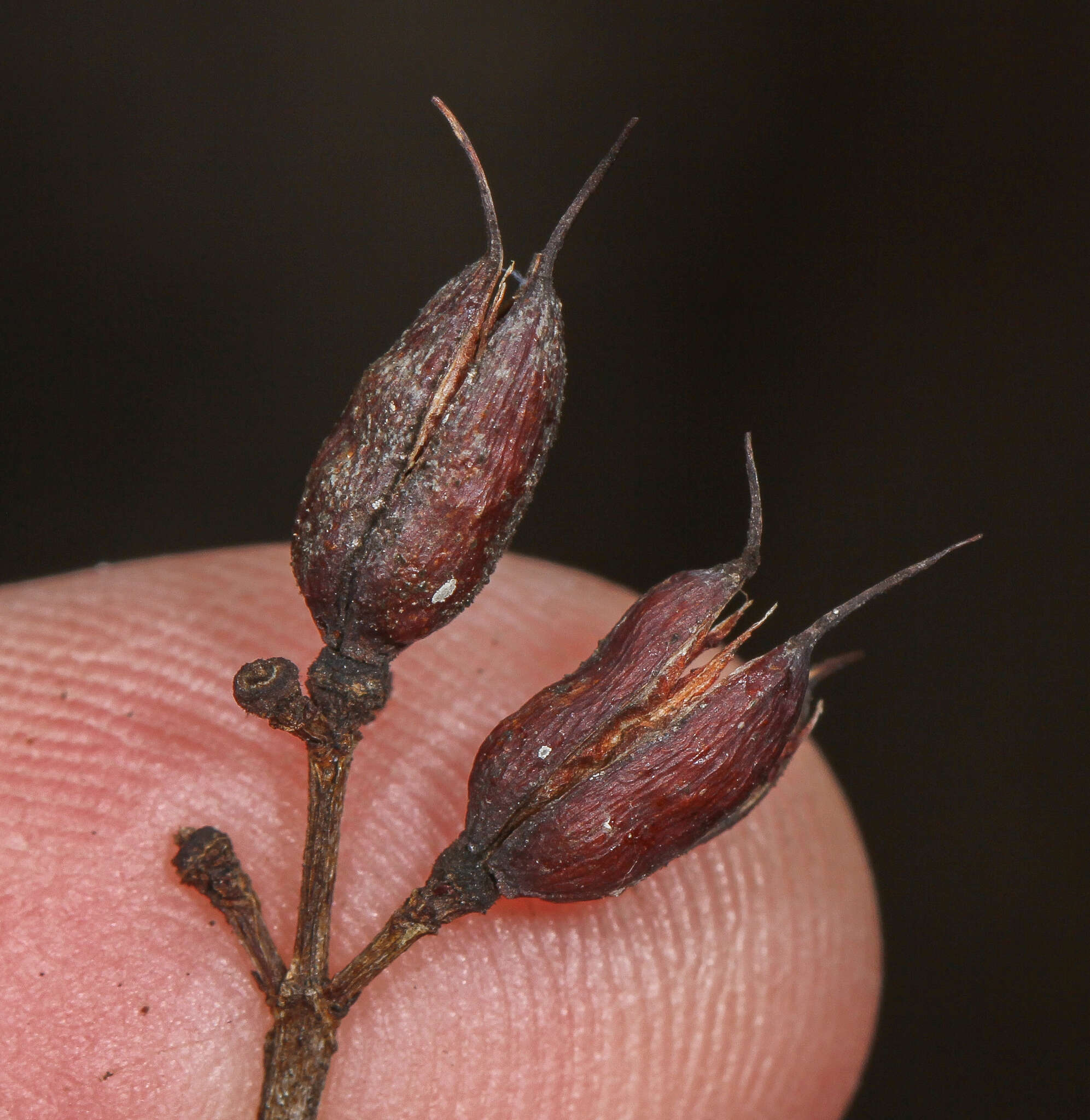 Image of shrubby St. Johnswort