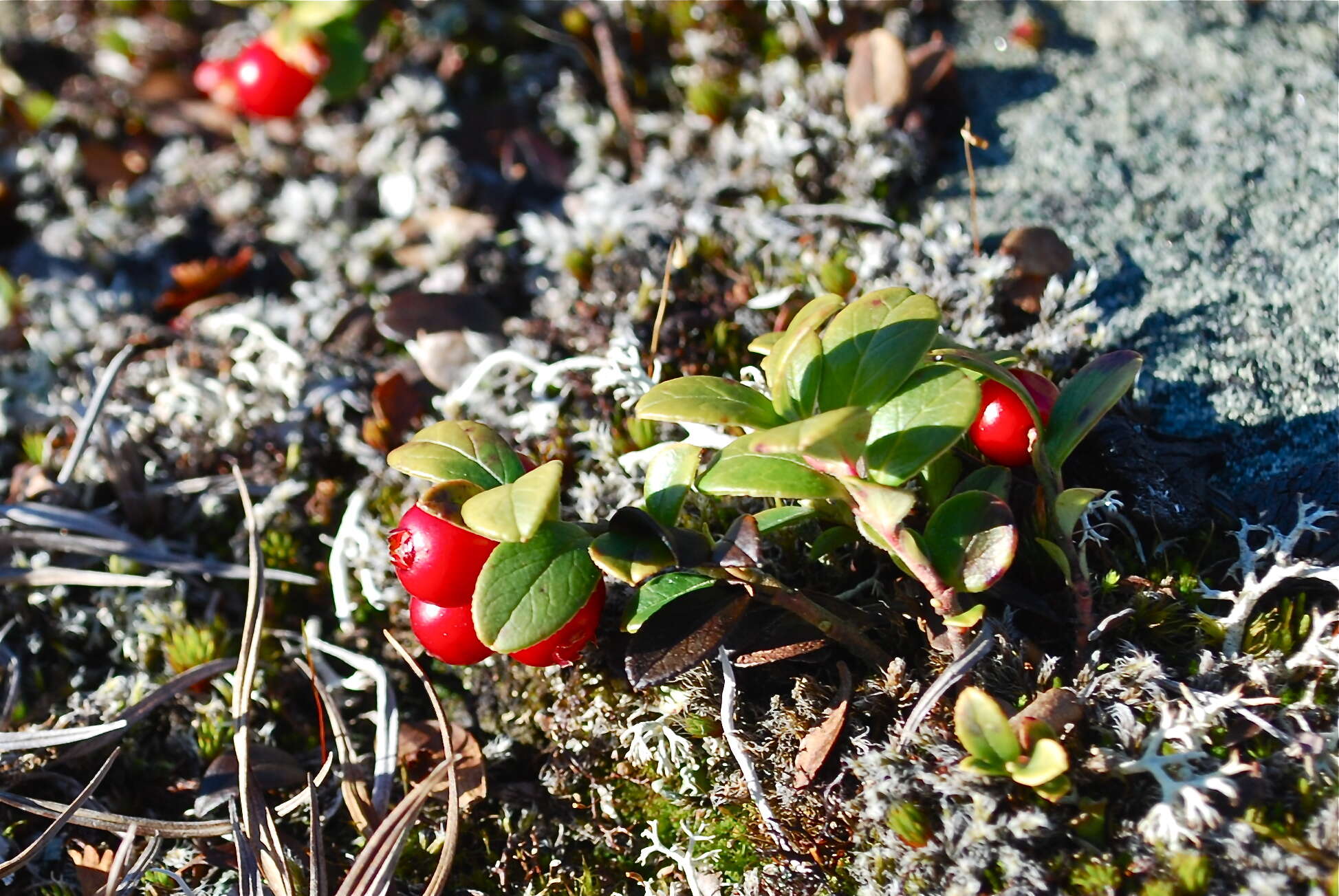 Image of lingonberry