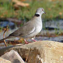 Image of White-winged Collared Dove