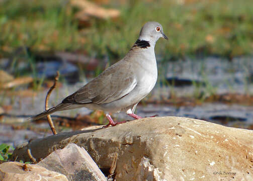 Image of White-winged Collared Dove