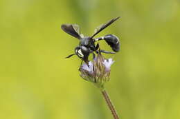 Image of Physocephala tibialis (Say 1829)