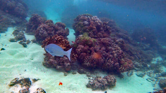 Image of New Zealand bluefish