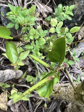 Image of Parsonsia alboflavescens (Dennst.) D. J. Mabberley