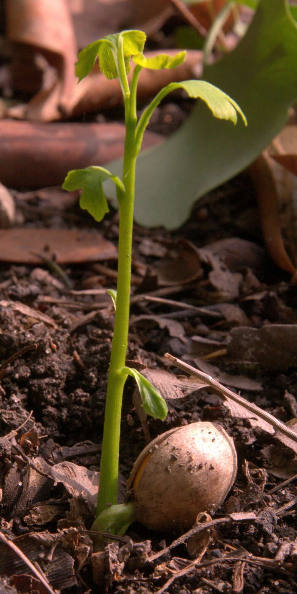 Image of Ginkgoopsida