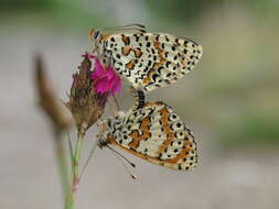 Image of Red-Band Fritillary