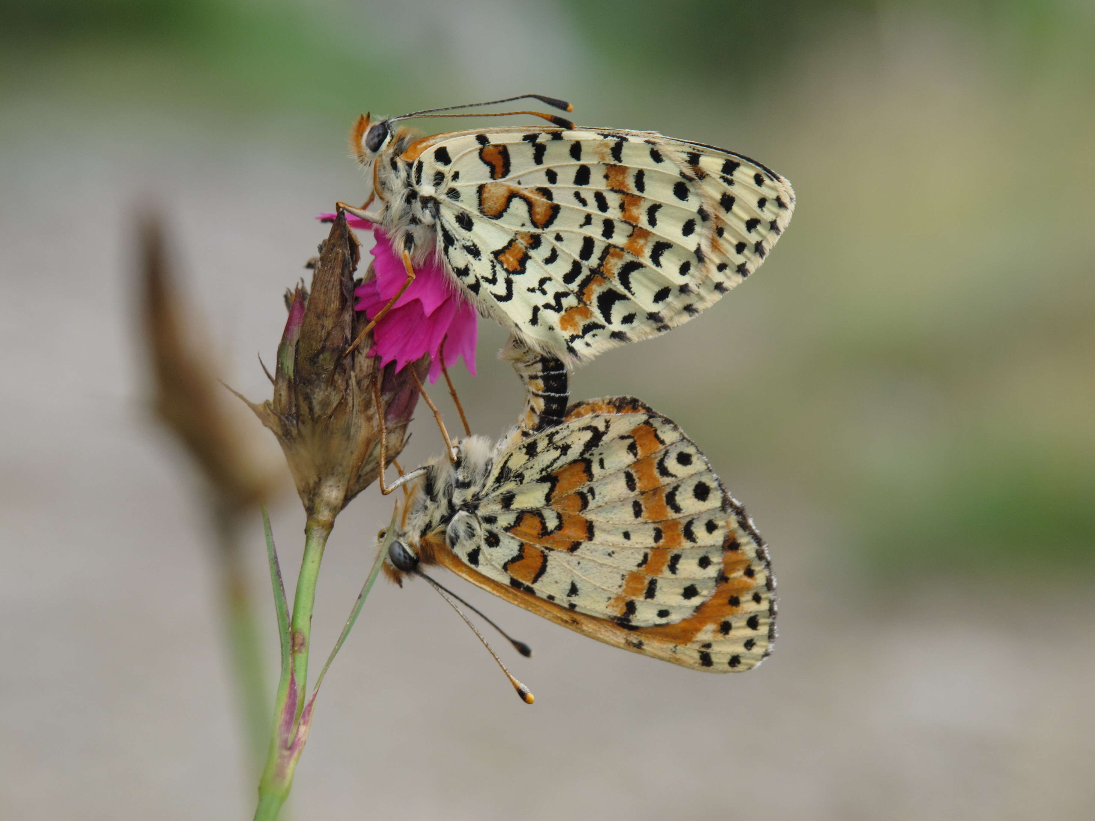 Image de mélitée orangée