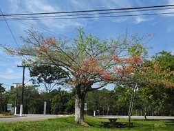 Image of Ceiba lupuna P. E. Gibbs & Semir