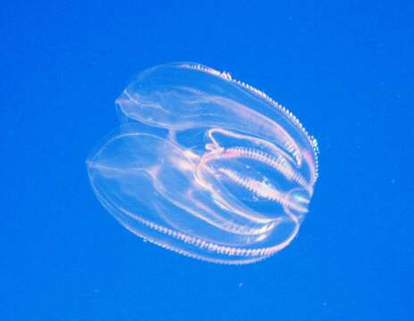 Image of comb jelly