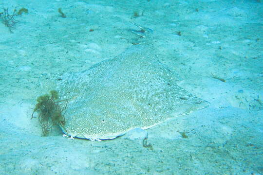 Image of Australian Angel Shark