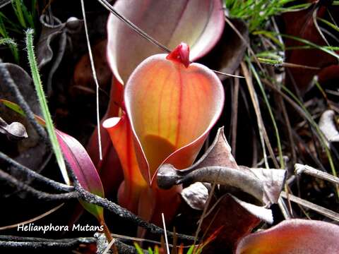 Image of Heliamphora nutans Benth.