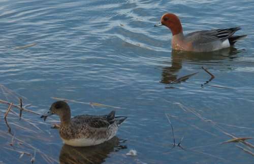 Image of Eurasian Wigeon