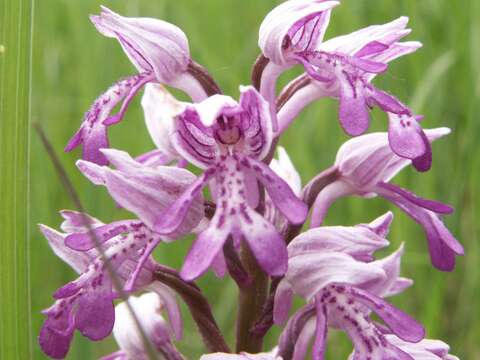 Image of Military orchid