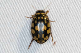 Image of Sunburst Diving Beetle