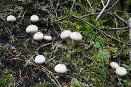 Imagem de Lycoperdon perlatum Pers. 1796