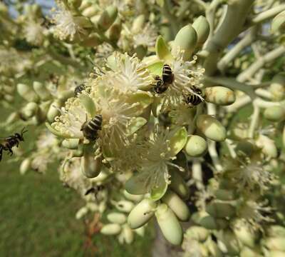 Image of black dwarf honey bee