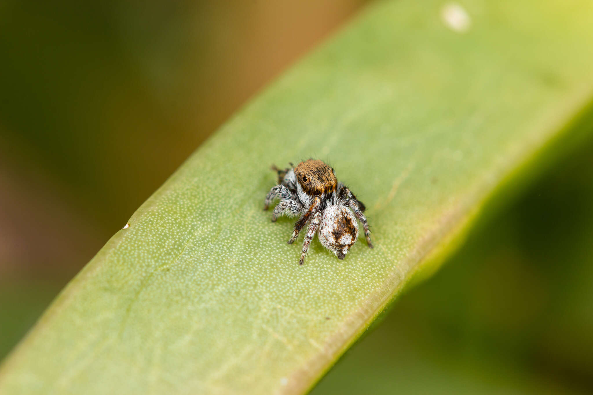 Image of Maratus albus Otto & Hill 2016