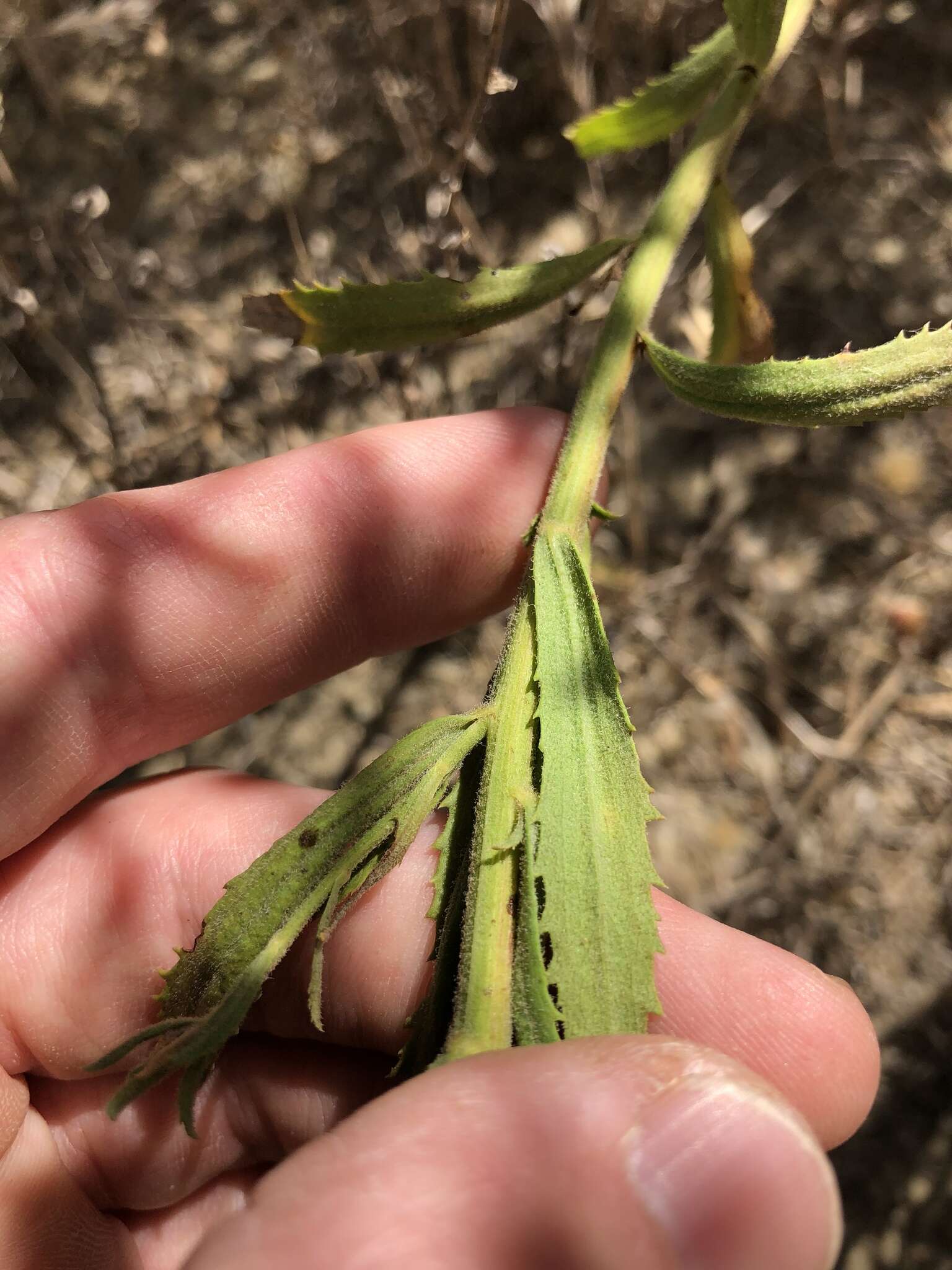 Plancia ëd Baccharis plummerae subsp. plummerae