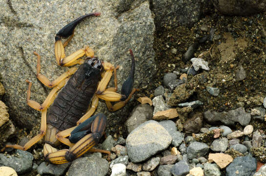 Image of Centruroides bicolor (Pocock 1898)