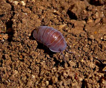 Image of Venezillo gigas (Miers 1877)