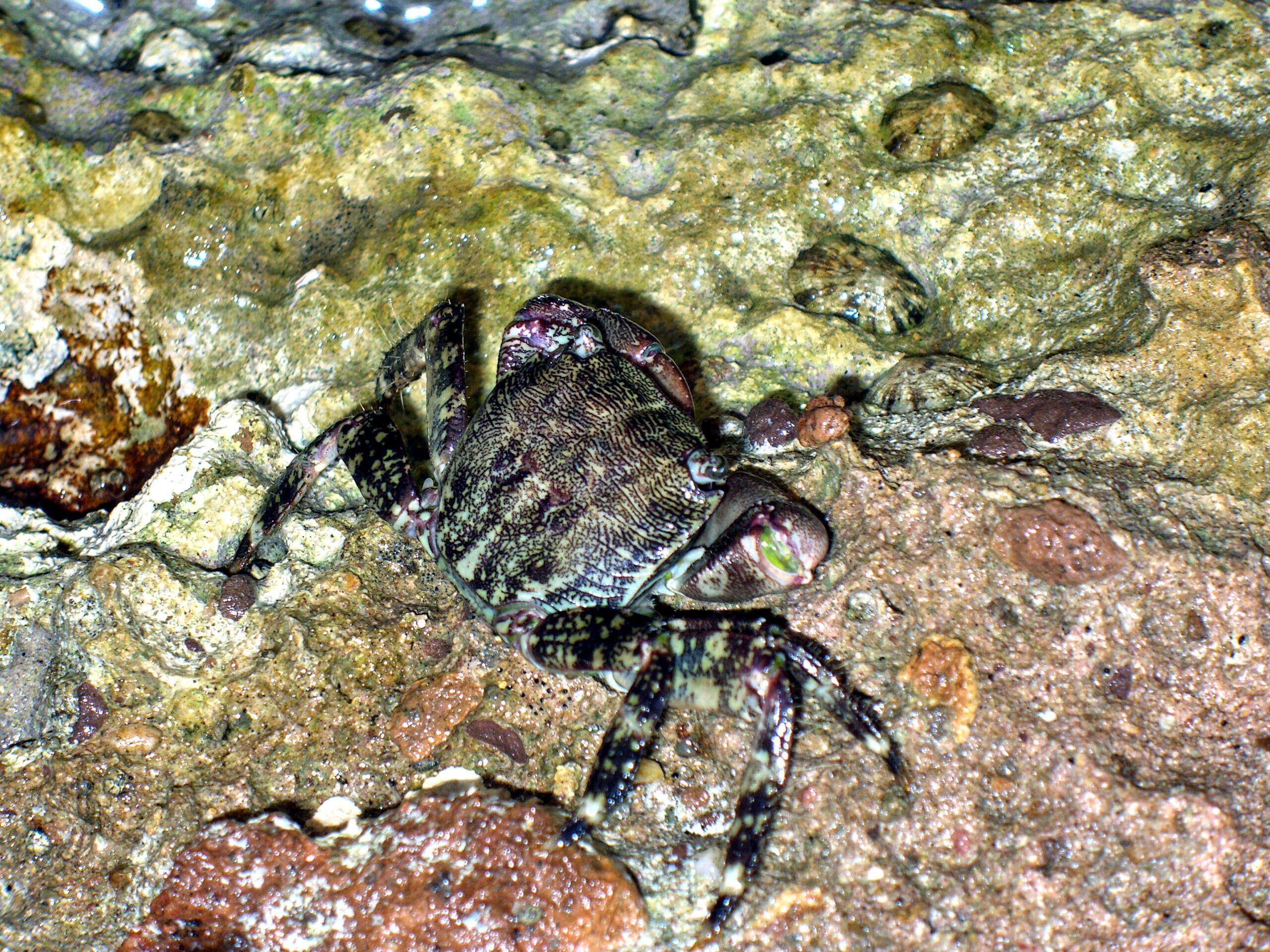 Imagem de Pachygrapsus marmoratus (Fabricius 1787)