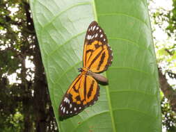 Image of Stalachtis magdalenae Westwood (1851)