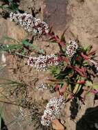 Image of Crassula capitella subsp. thyrsiflora (Thunb.) Tölken