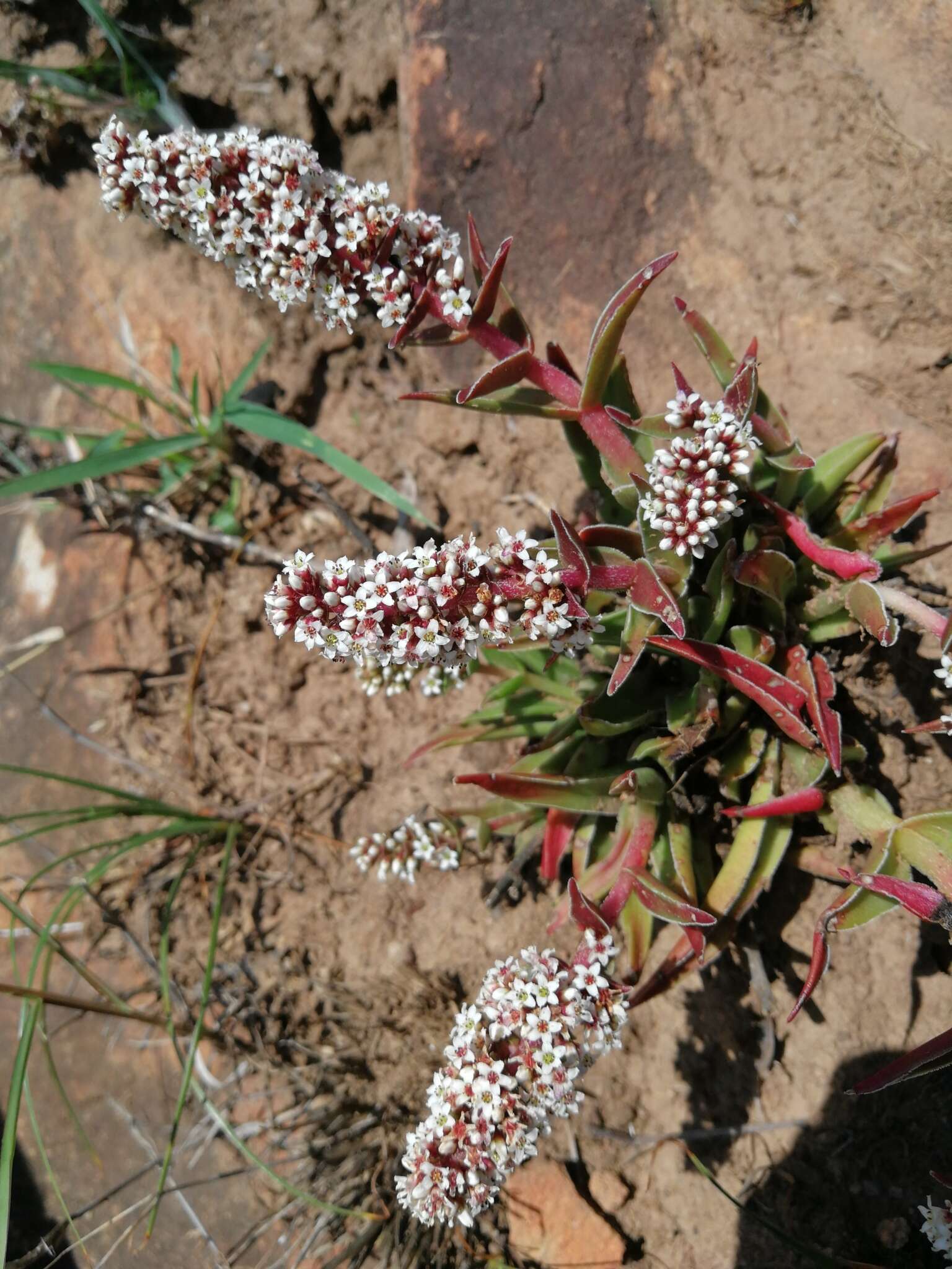 Image of Crassula capitella subsp. thyrsiflora (Thunb.) Tölken