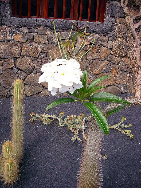 Image de Pachypodium lamerei Drake