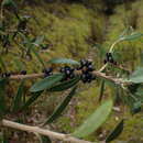 Image of Pimelea drupacea Labill.