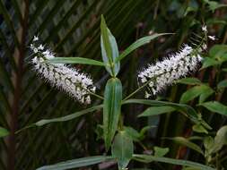 Image of Veronica salicifolia G. Forster