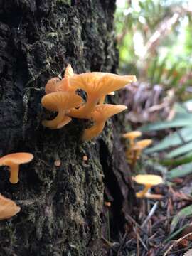 Image de Chrysomphalina aurantiaca (Peck) Redhead 1987