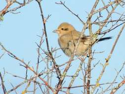 Image of Northern Shrike