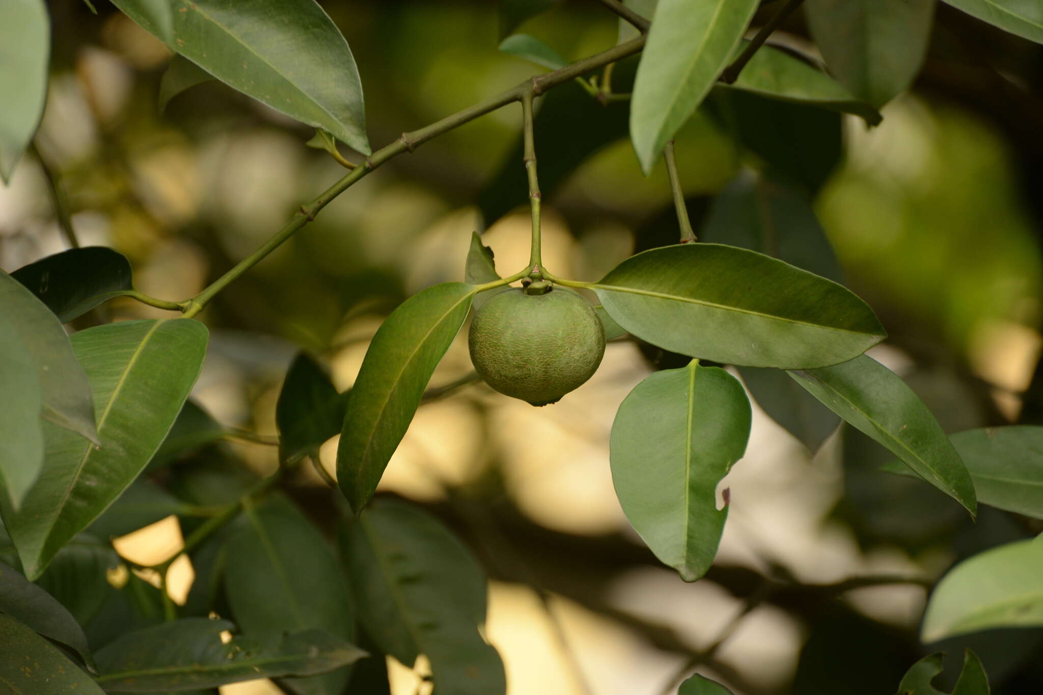 Image of Garcinia hombroniana Pierre