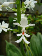 Image of Christmas orchid