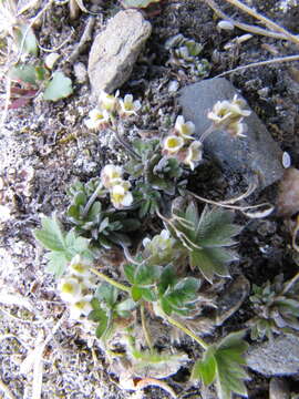 Image of yellow arctic draba