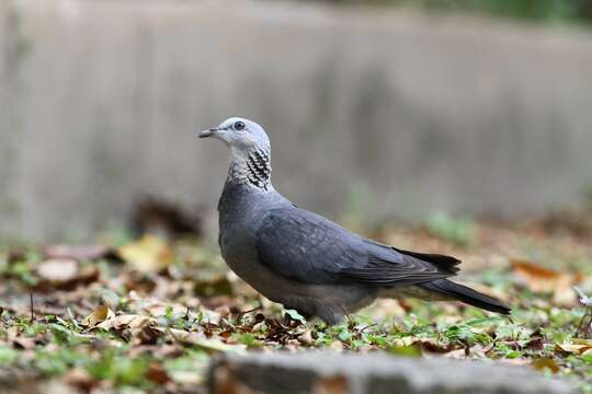 Image of Ashy Wood Pigeon