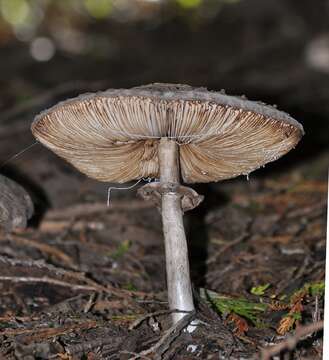 Plancia ëd Chlorophyllum rhacodes