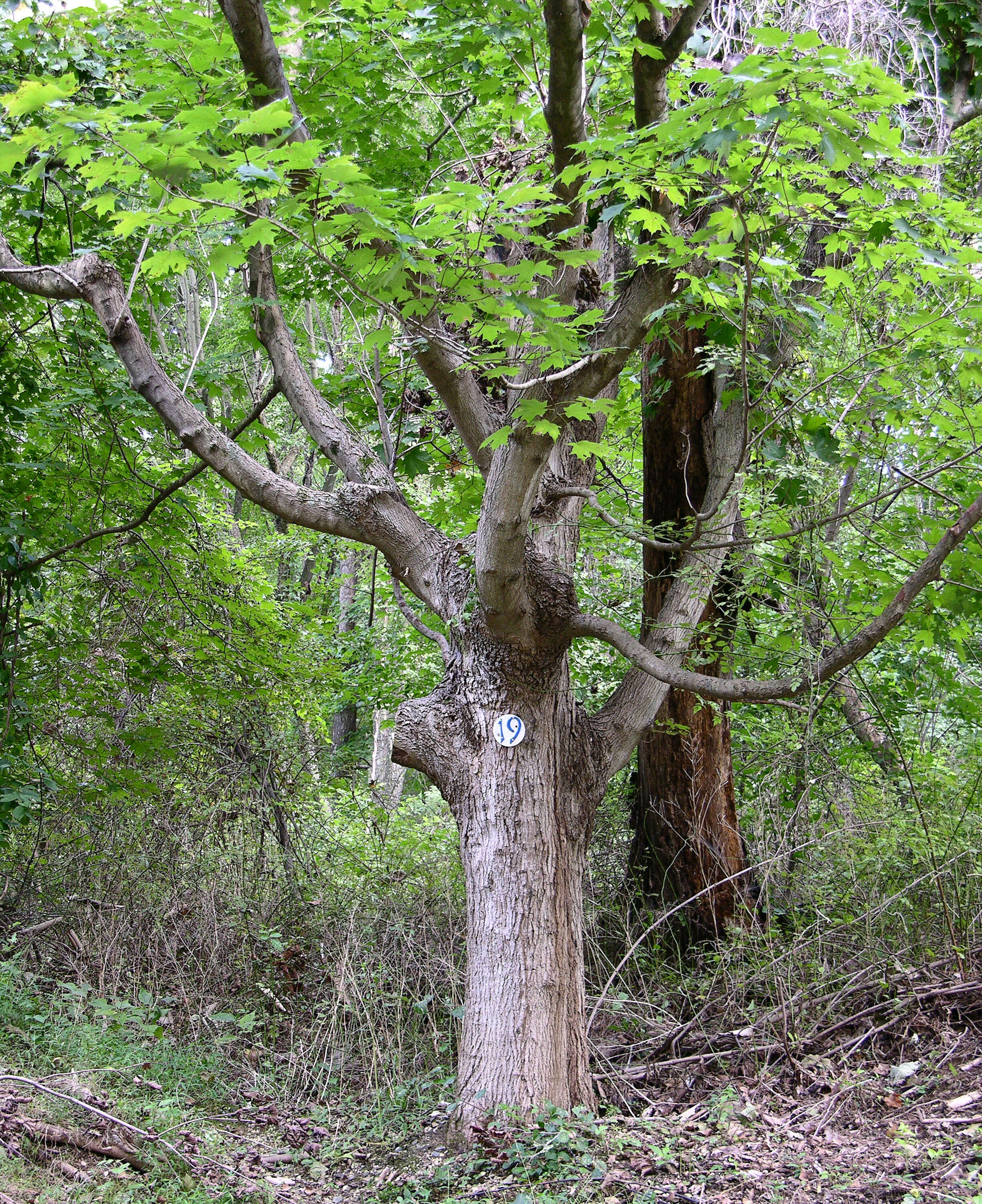 Image of sugar maple