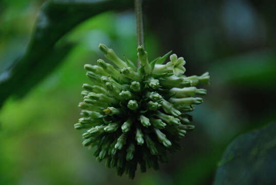 Image de Tournefortia gigantifolia Killip ex J. S. Miller