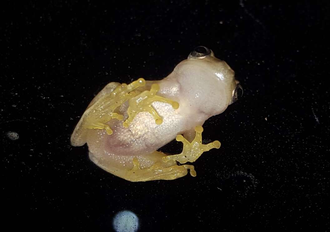 Image of Dwarf Mexican Treefrog