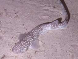 Image of Whitesaddled Catshark