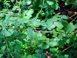 Image of Rubus sciocharis (Sudre) W. C. R. Watson