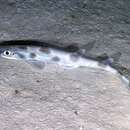 Image of Marbled Catshark
