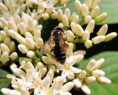 Image of Fragile Dogwood Andrena