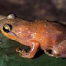 Image of Microhylid frog